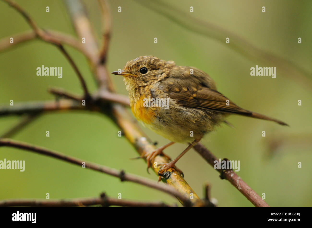 Totenvogel, Erithacus rubecula Stockfoto