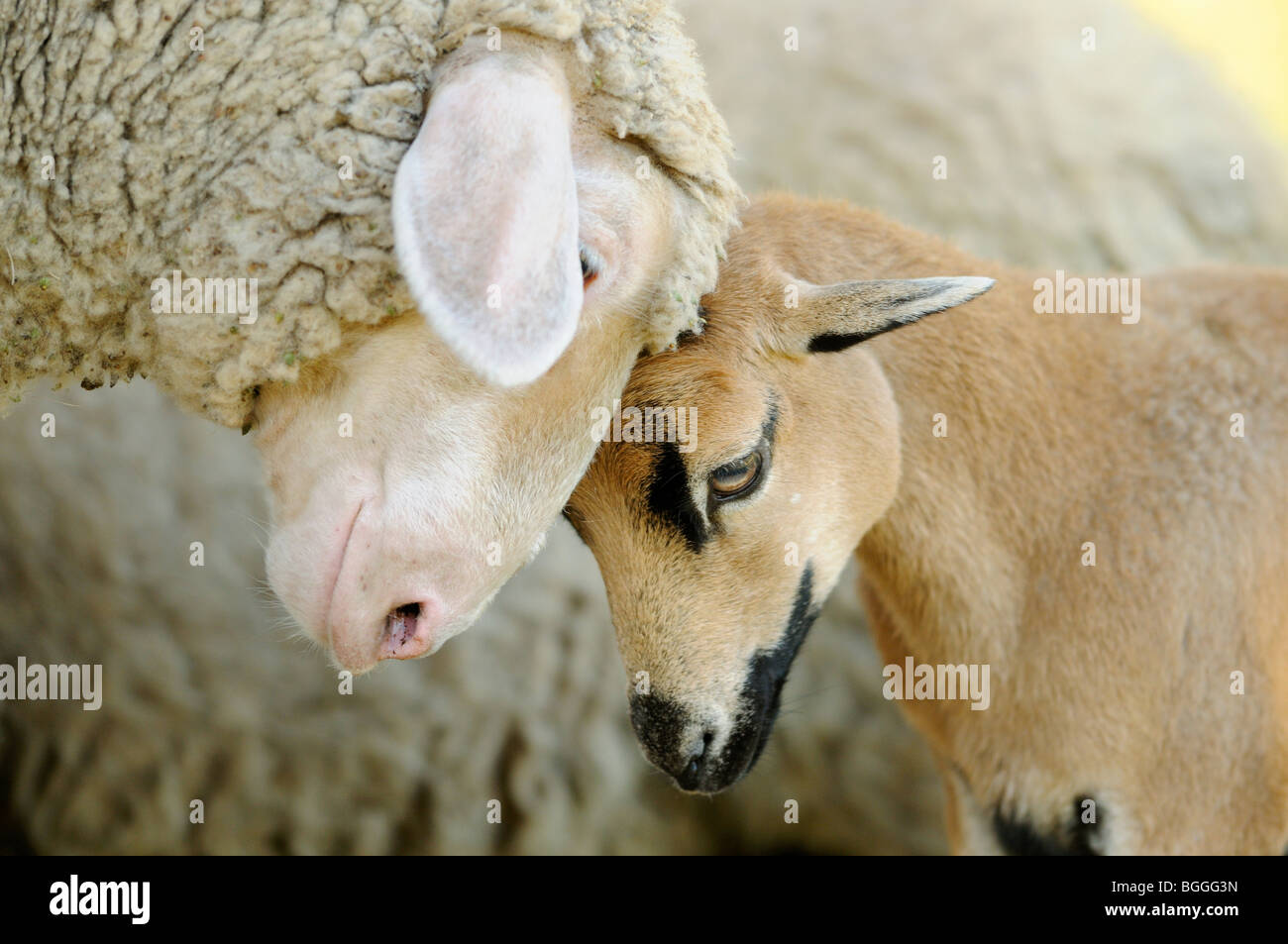 Kamerun Schafe und junge Hirsche, Seitenansicht Stockfoto