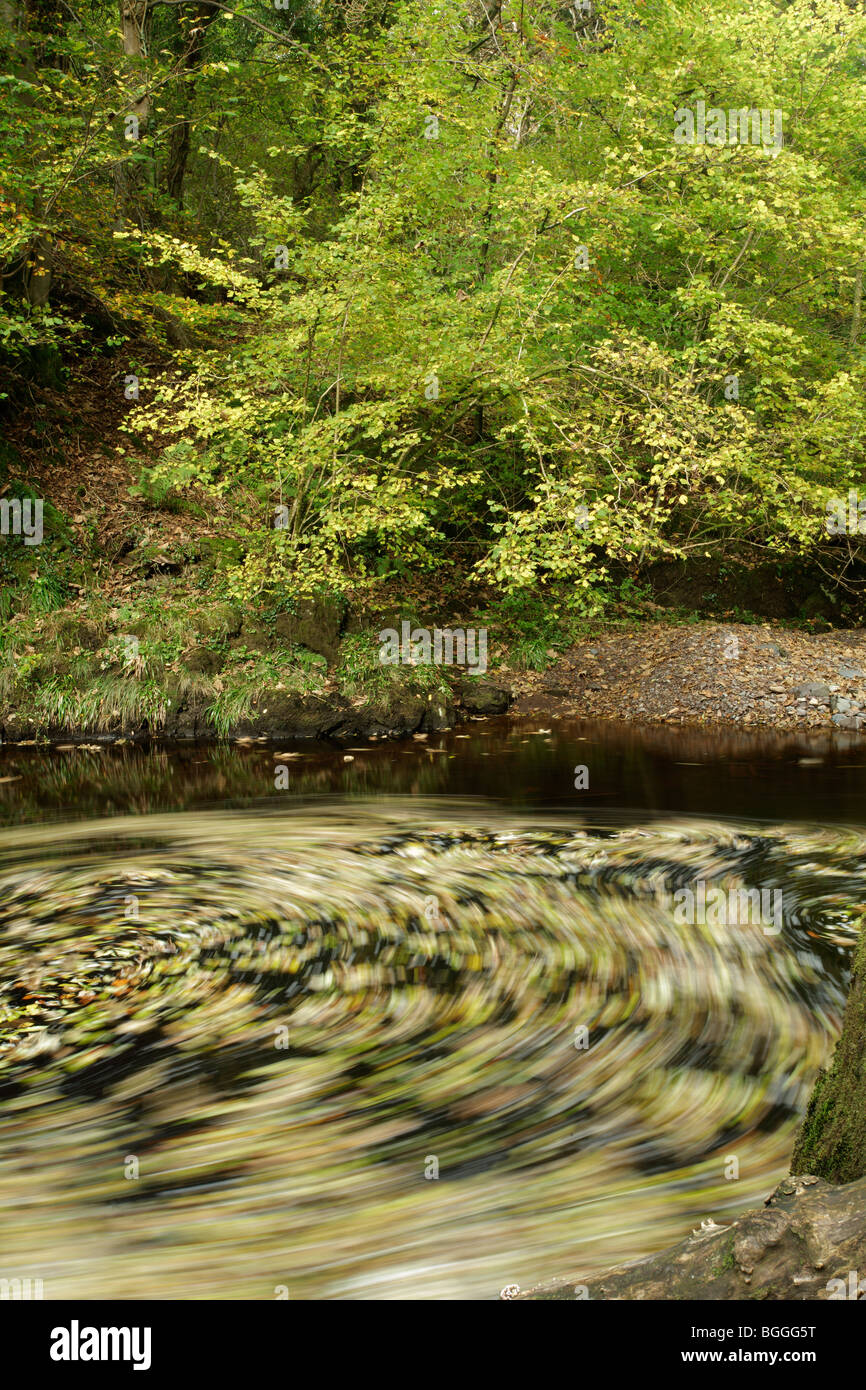 Herbstblätter wirbeln in der Strömung eines Flusses, Schottland, Großbritannien Stockfoto