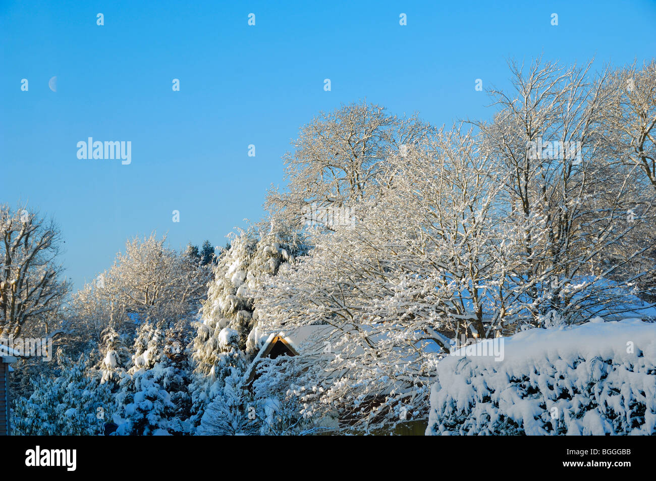 Die Auswirkungen von zwanzig Zentimetern Schnee auf einer Eiche in East Sussex Stockfoto