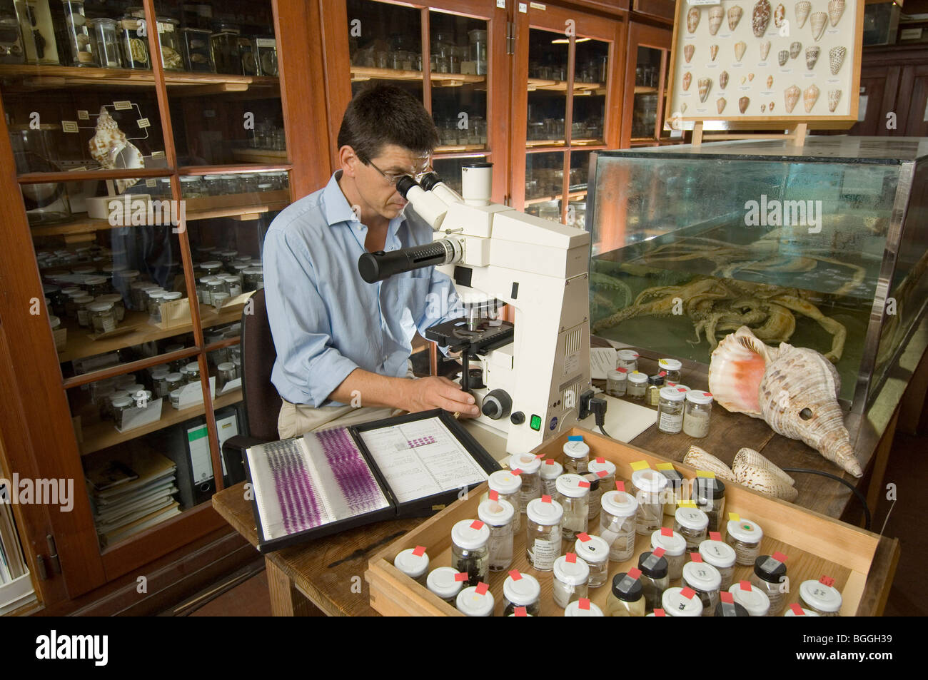 Wissenschaftler, Matthias Glaubrecht, Museum of Natural History, Berlin, Deutschland Stockfoto