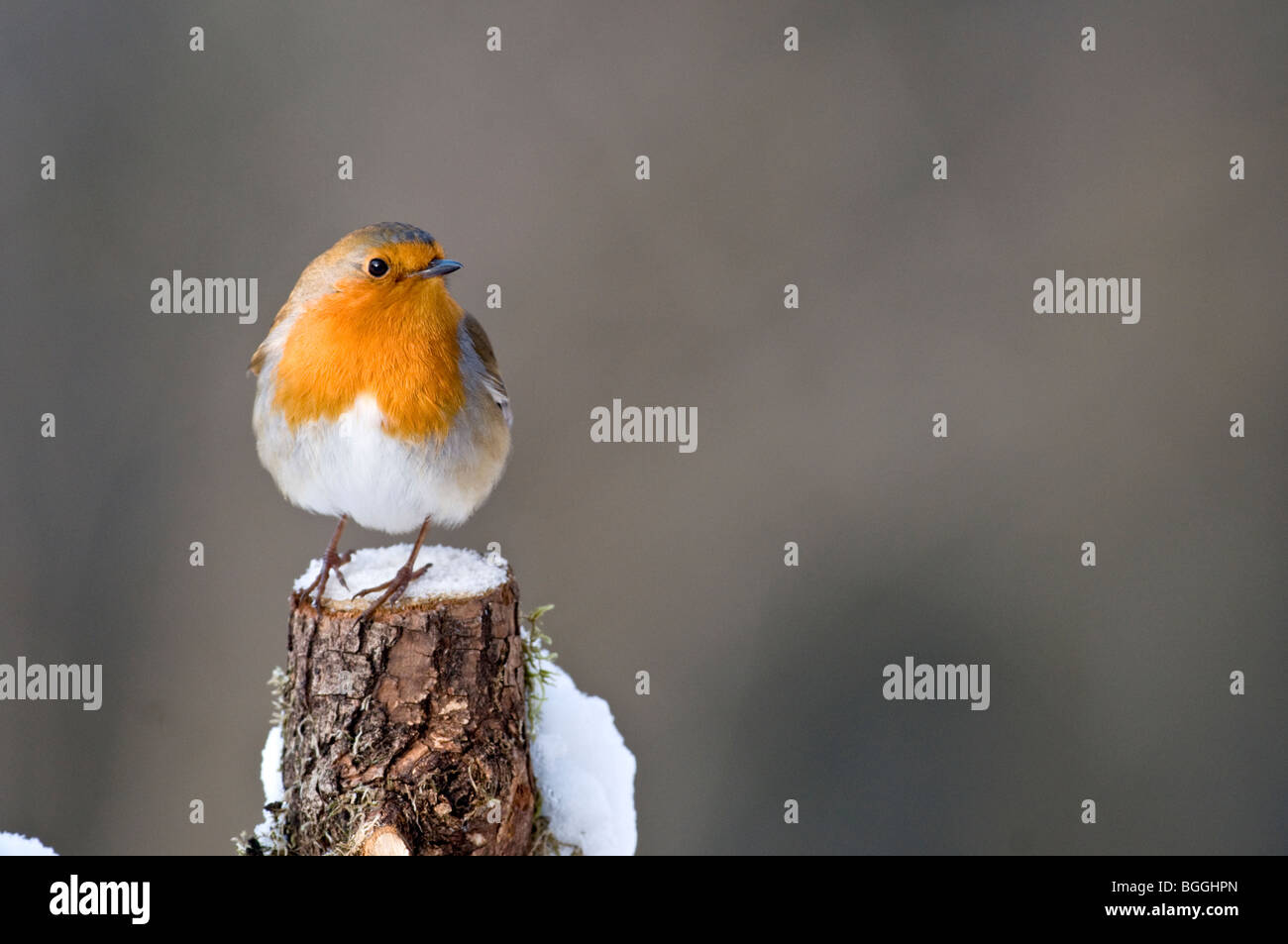 Robin Erithacus rubecula Stockfoto