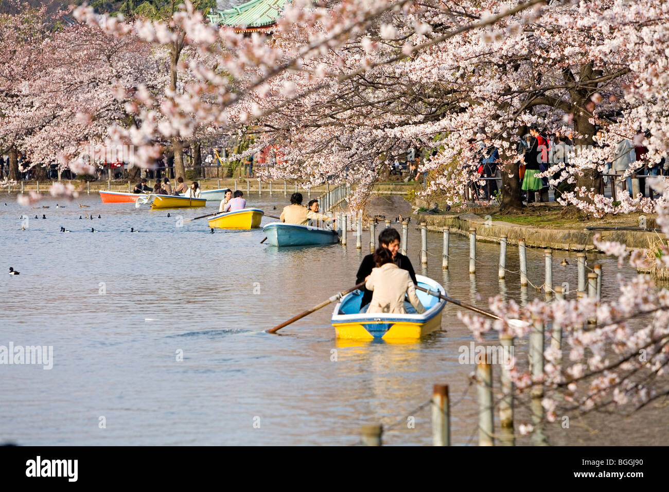 Paare in Ruderbooten an einem See in einem Park, Tokyo, Japan Stockfoto