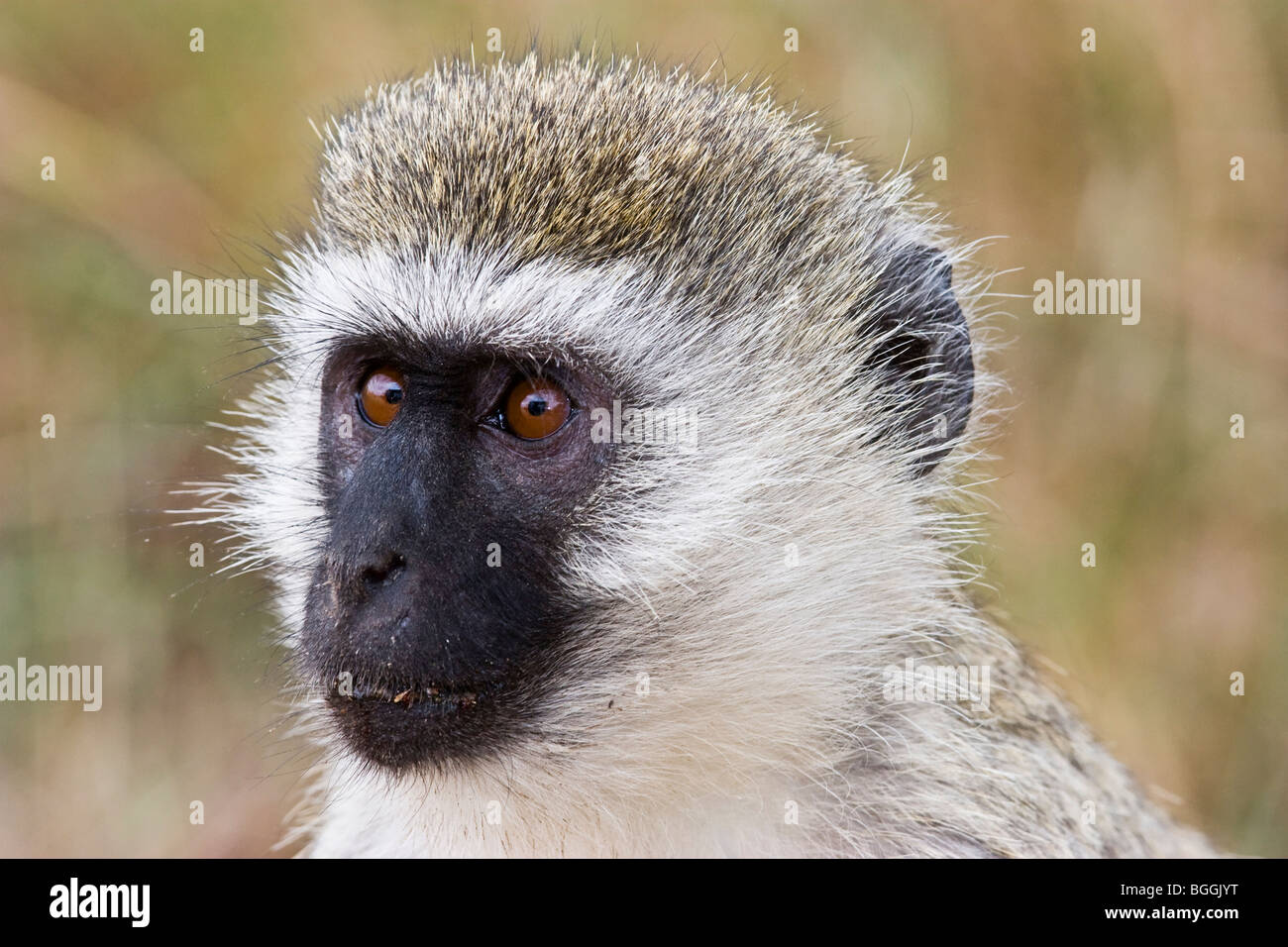 Vervet Affen Stockfoto
