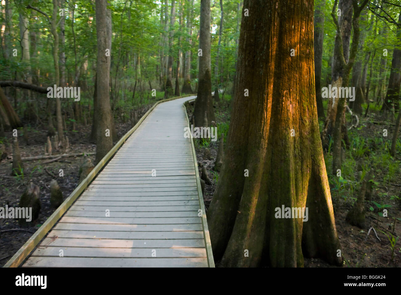 Promenade Weg neben beleuchteten Baum im Wald, Congaree Nationalpark, in der Nähe von Columbia, South Carolina. Stockfoto