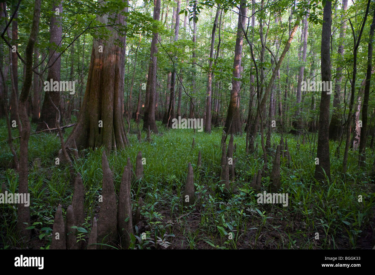 Bäume und Unterholz, Congaree Nationalpark, in der Nähe von Columbia, South Carolina. Stockfoto