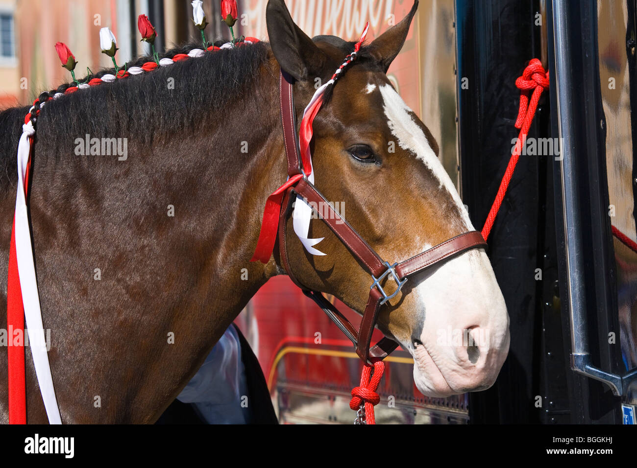 Budweiser Clydesdale Pferd Stockfoto