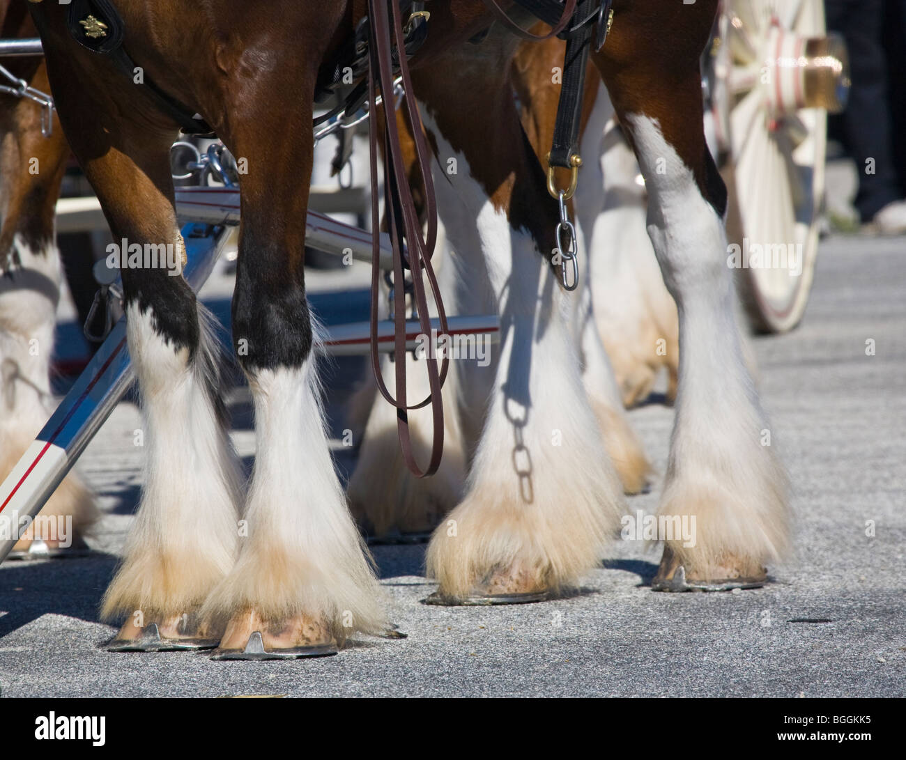 Hufen des Budweiser Clydesdale-Pferde Stockfoto Hufen des Budweiser Clydesdale-Pferde Stockfoto
