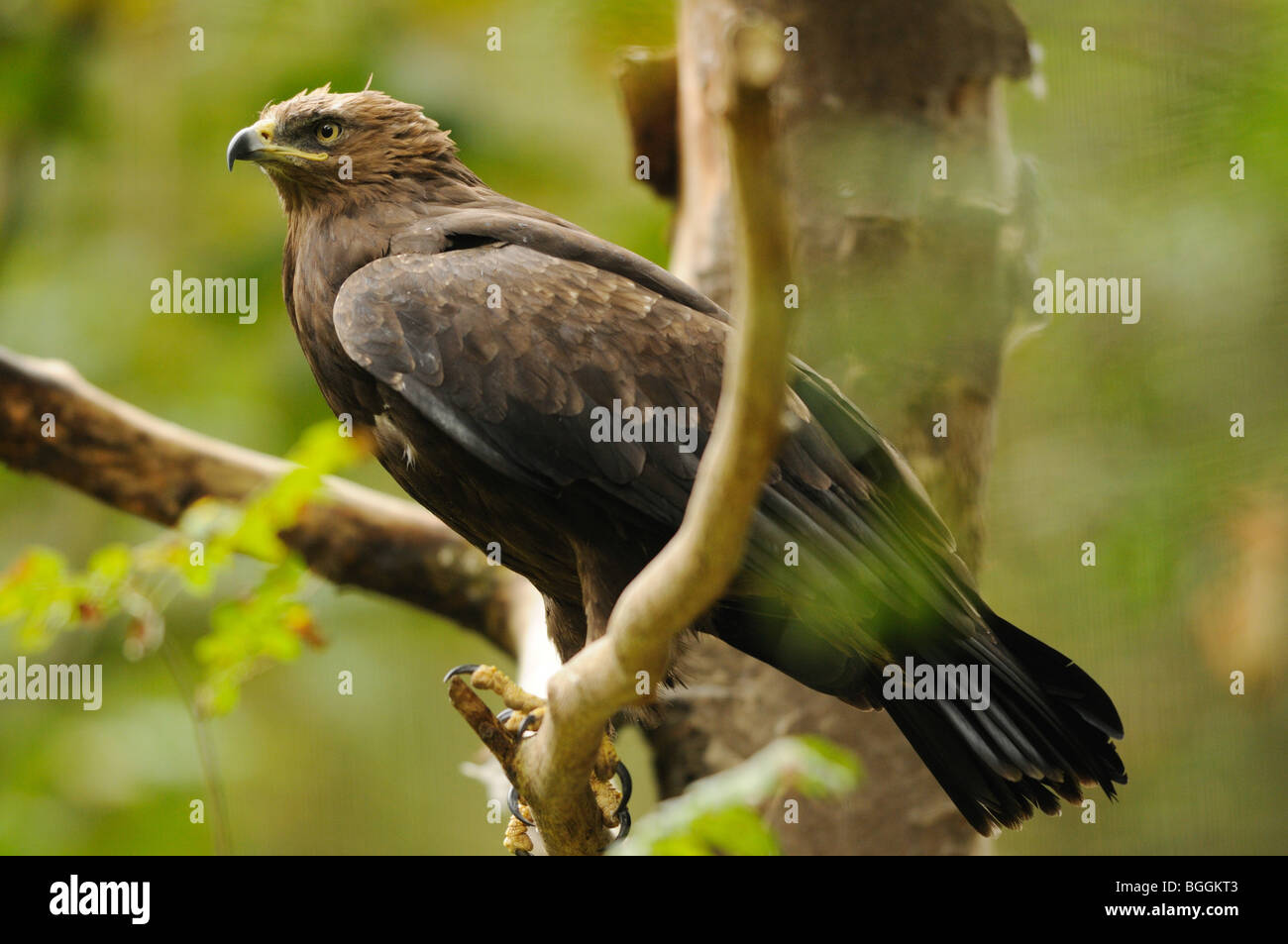 Geringerem Spotted Eagle (Aquila Pomarina) sitzen auf Zweig, Bayerischer Wald, Deutschland, Seitenansicht Stockfoto