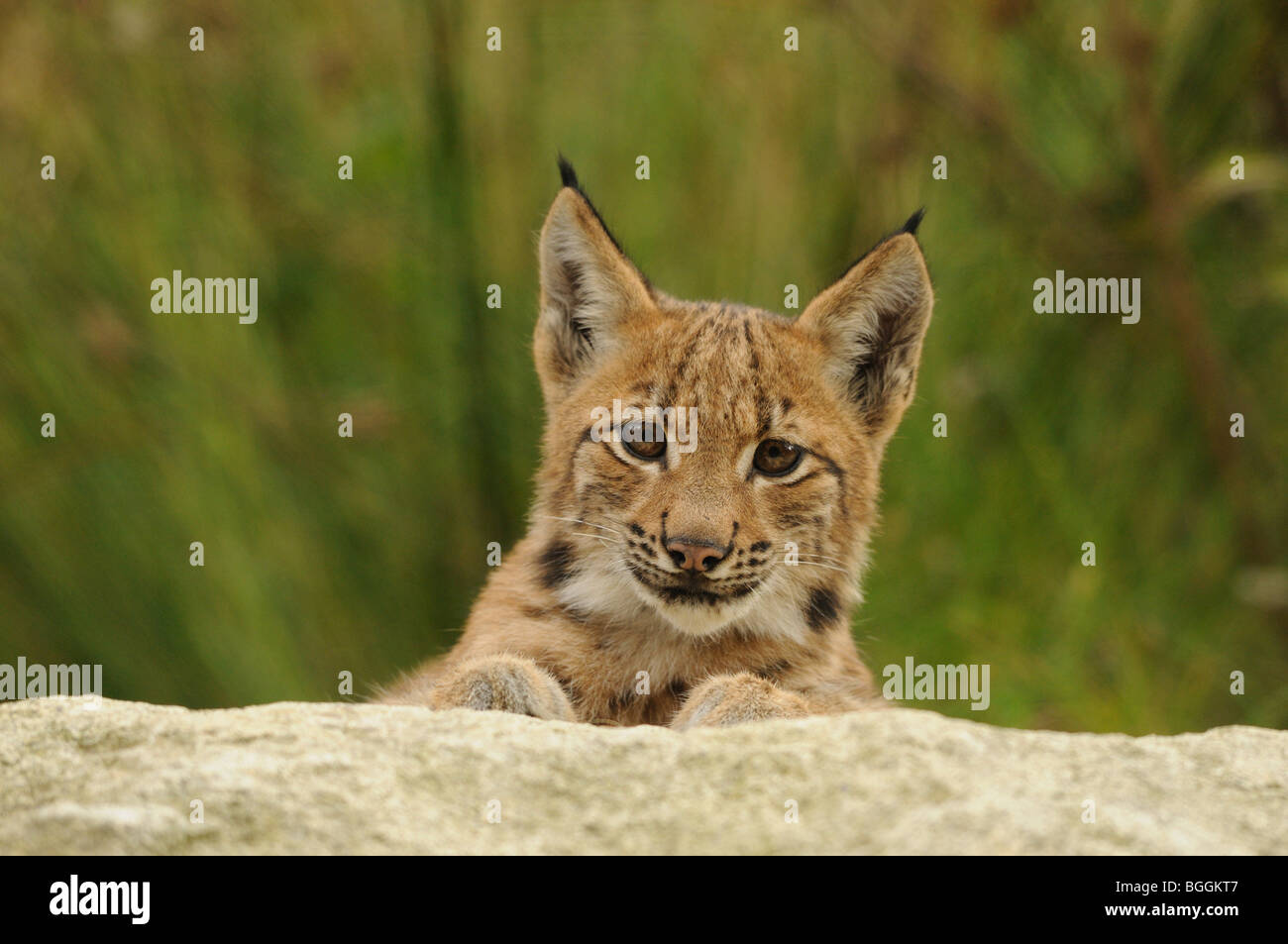 Young-Luchs (Lynx Lynx) liegen auf Felsen, Bayerischer Wald, Deutschland, Vorderansicht Stockfoto