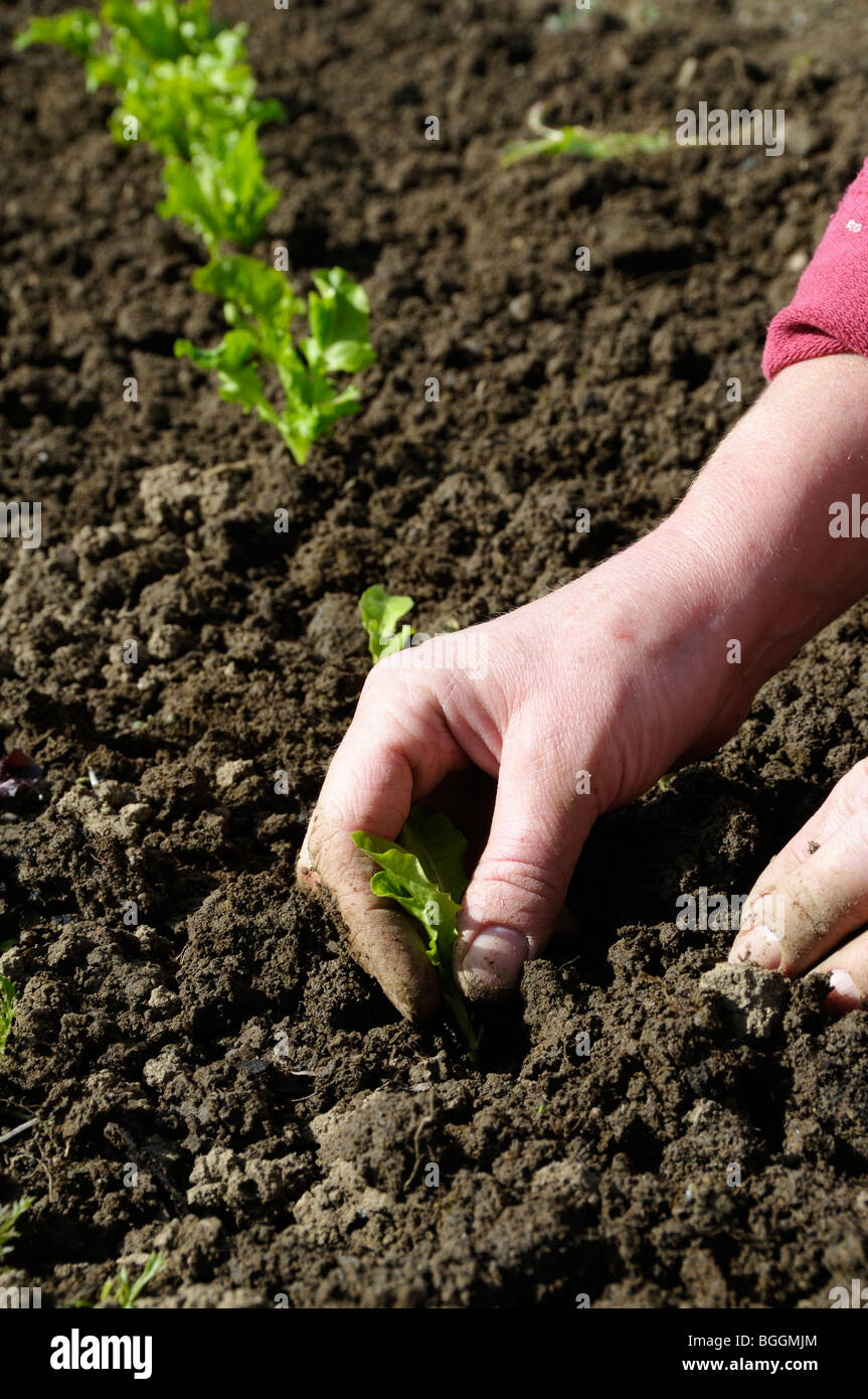 Stock Foto von Frau Gärtner Salat Pflanzen in den Gemüsegarten. Stockfoto