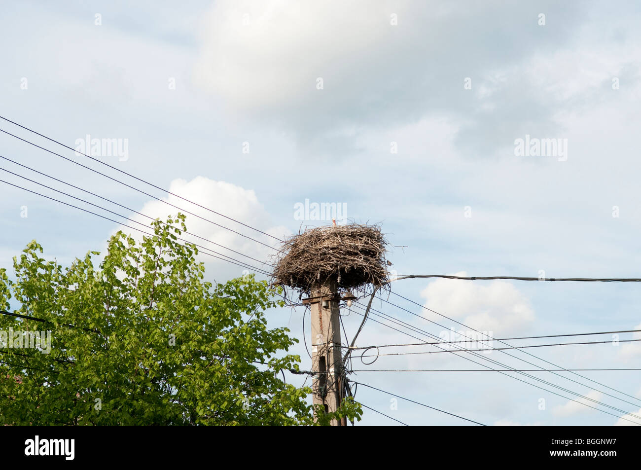 Storch im Nest an Elektrizität Mast in Sambata De Jos Siebenbürgen Rumänien und Osteuropa Stockfoto