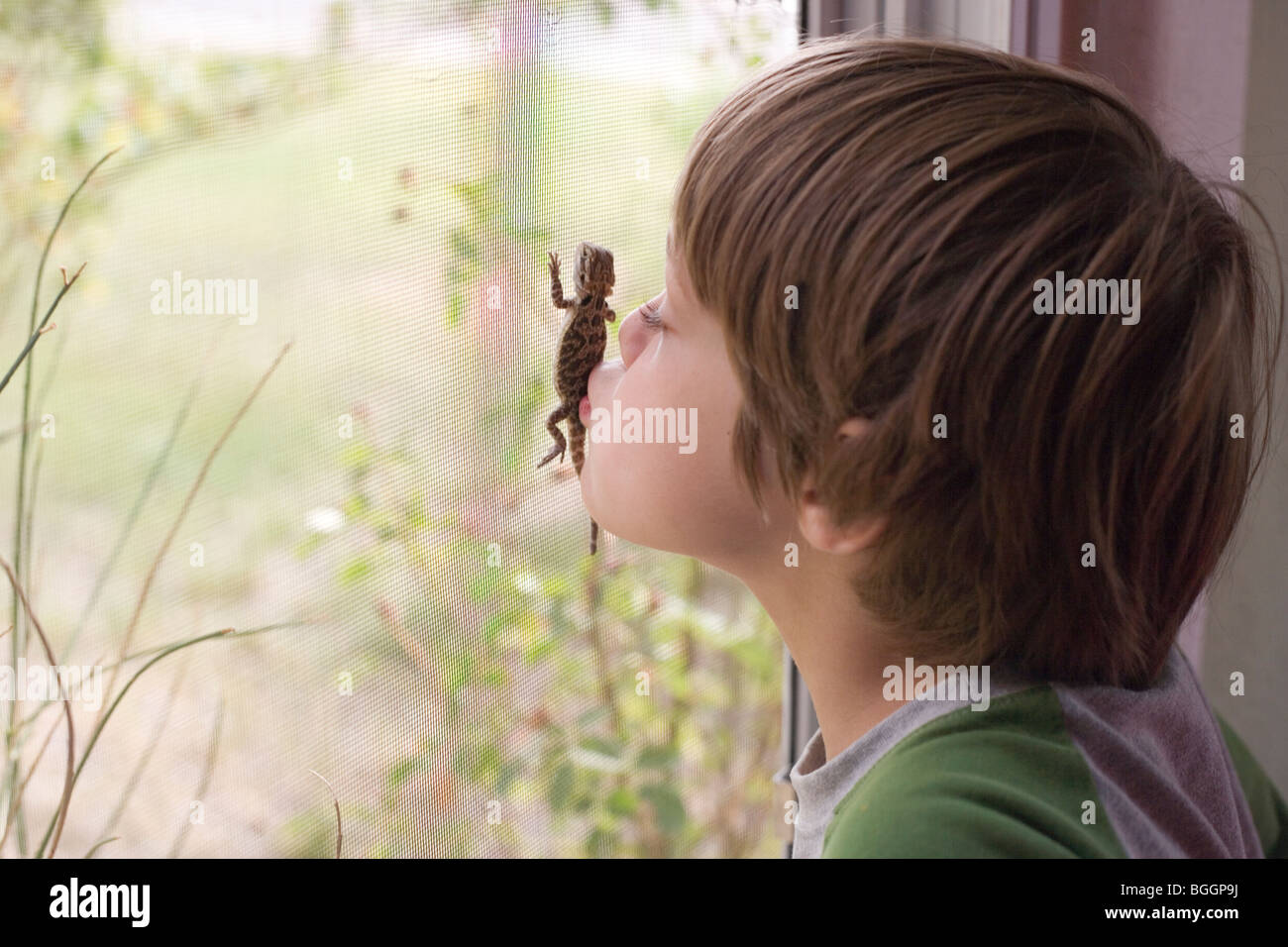 sechs Jahre alter Junge küssen eine Baby-Eidechse, bärtigen Drachen klettert einen Fenster-Bildschirm. Stockfoto