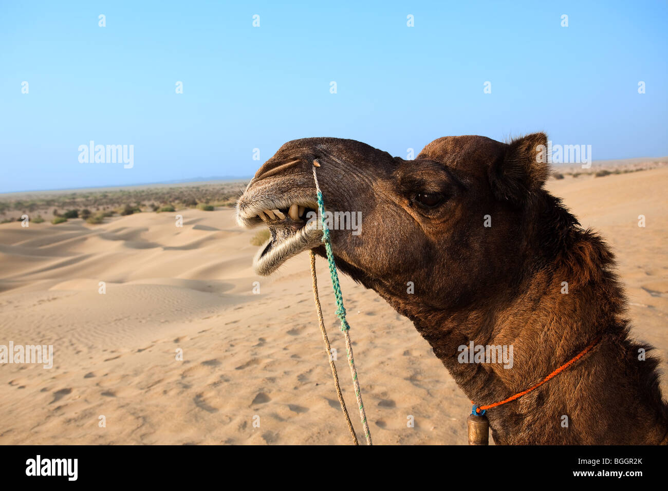 Kamel sitzen Khuri Dünen in Thar-Wüste in der Nähe von Jaisalmer im Staat Rajasthan in Indien Stockfoto