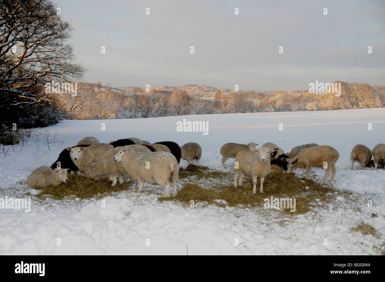 Schafe gefüttert im Winter schneit. Stockfoto