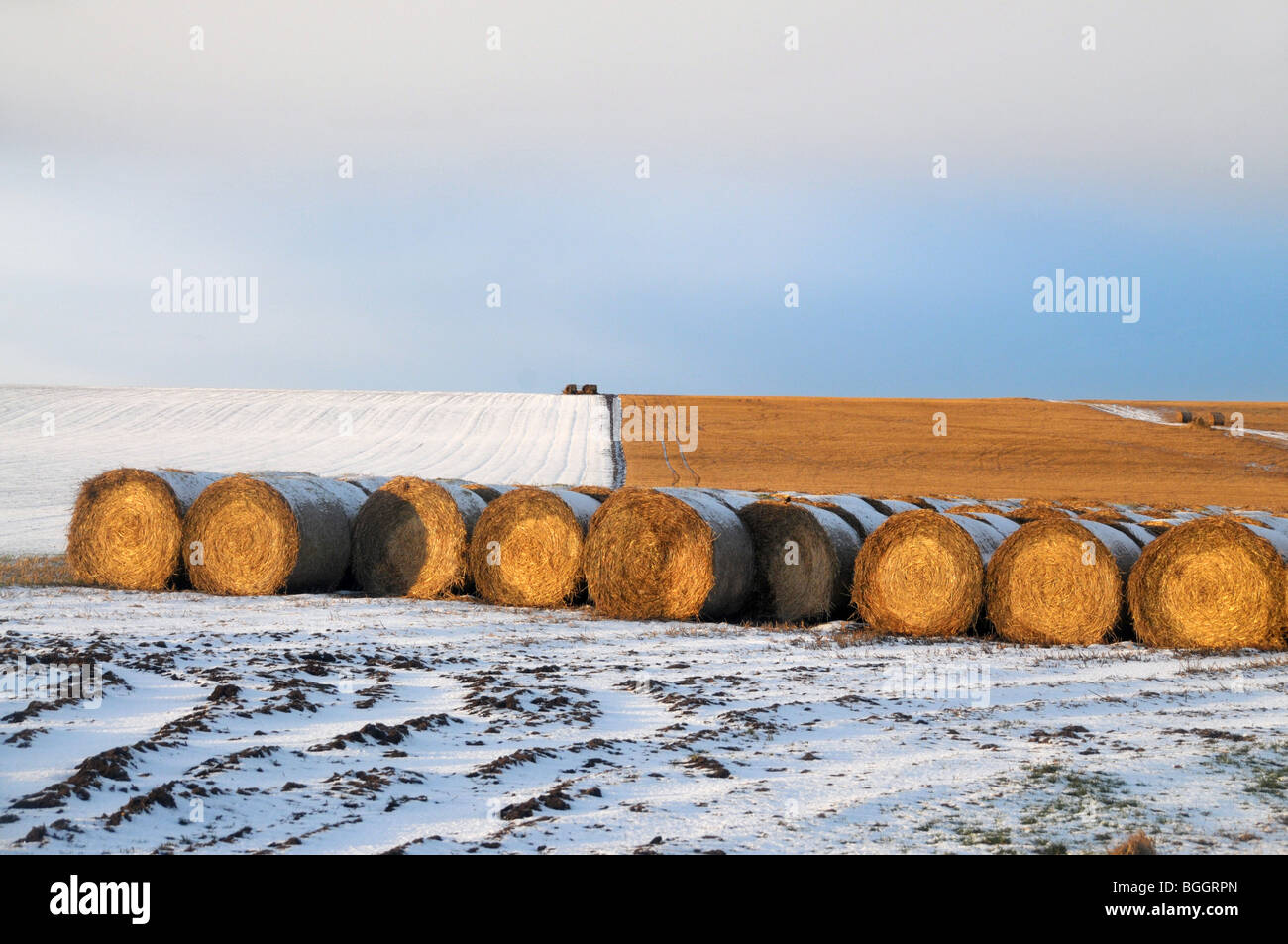 Eine Lagerung von Heuballen in Patchwork-Felder des Schnees. Stockfoto