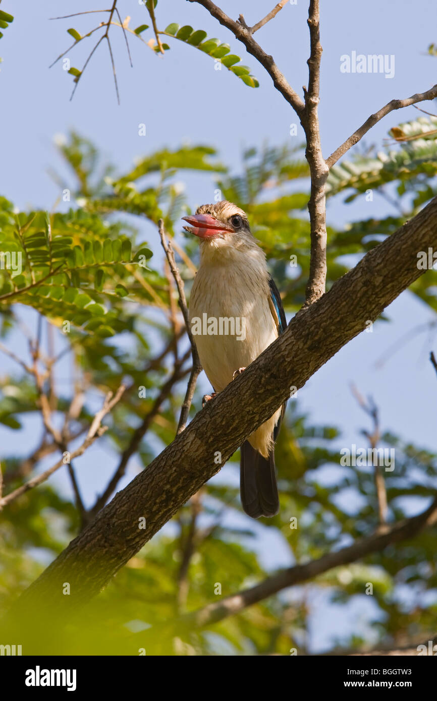 Braun mit Kapuze Kingfisher (Halcyon Albiventris) Stockfoto