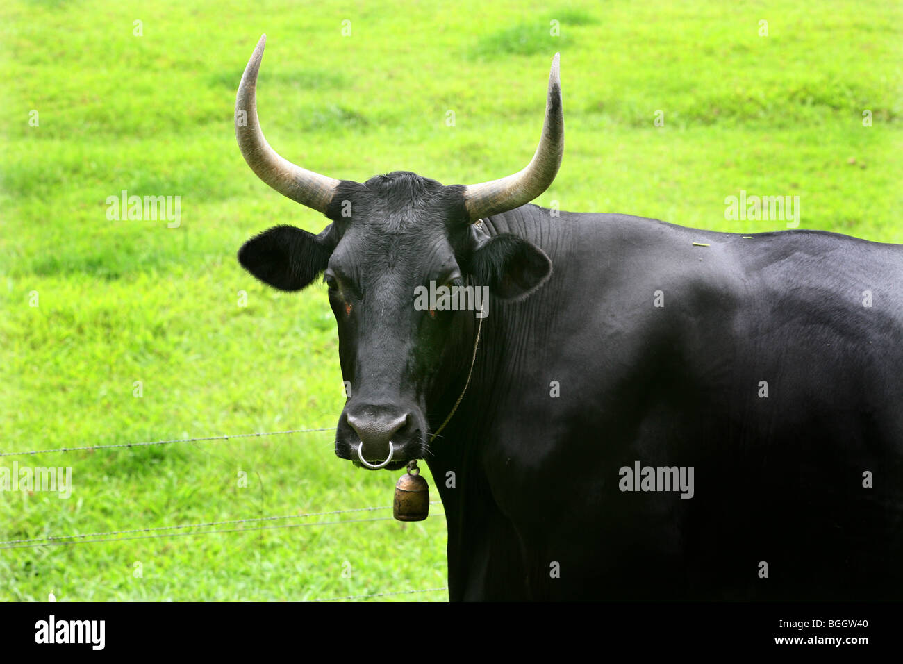 Eine schwarze Angus-Stier mit Glocke Stockfoto