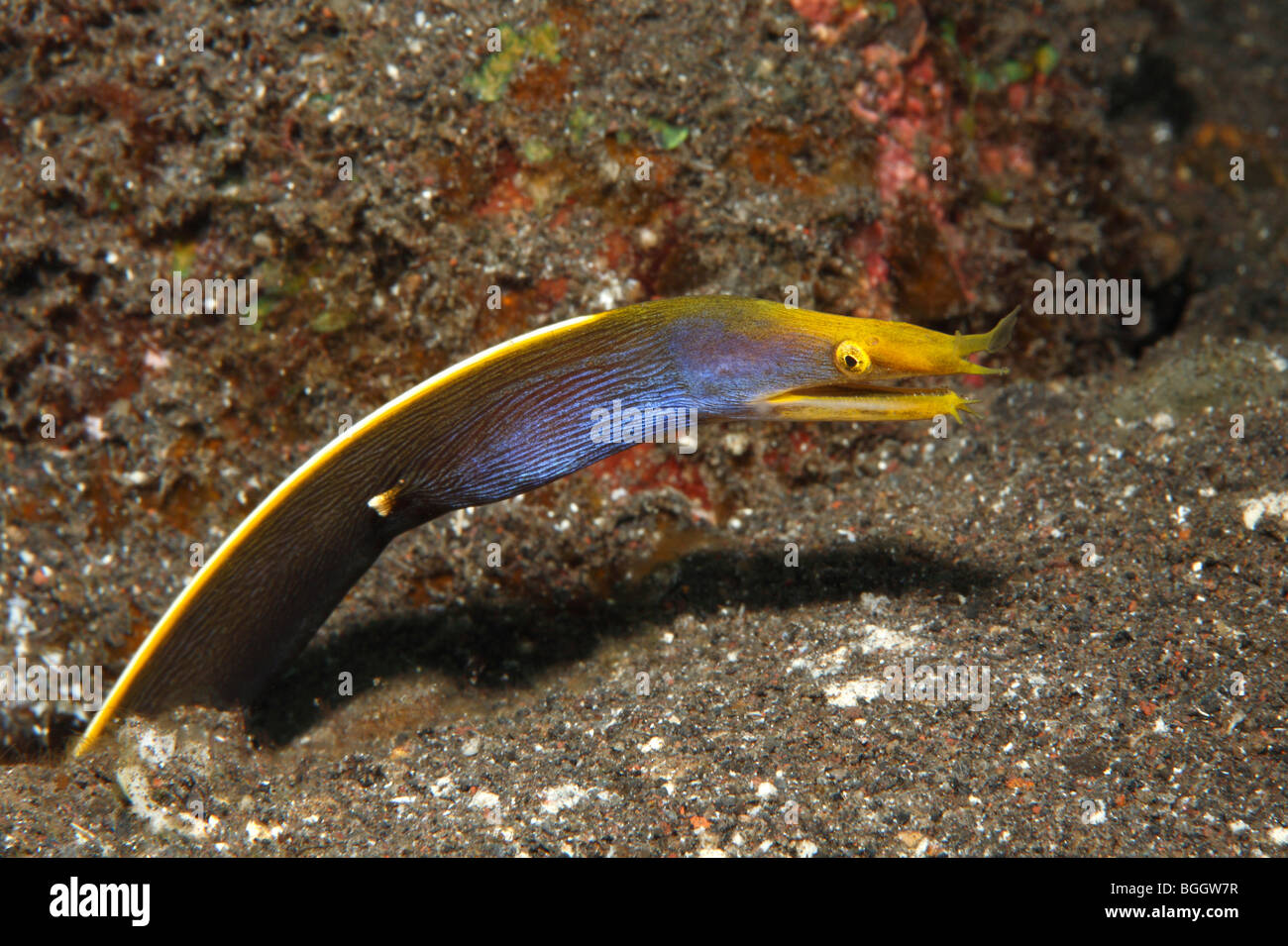 Blue Ribbon Eel, Rhinomuraena Quaesita, Wechsel von juvenilen dunkelbraun, auf die Erwachsene blaue Farbe. Stockfoto