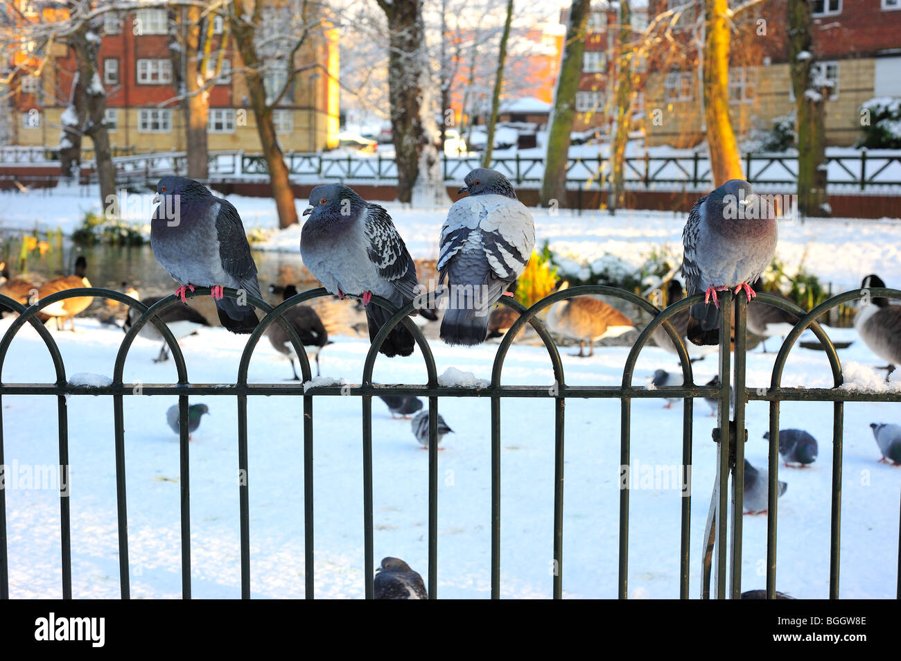 Tauben Im Schnee Stockfotos und bilder Kaufen Alamy