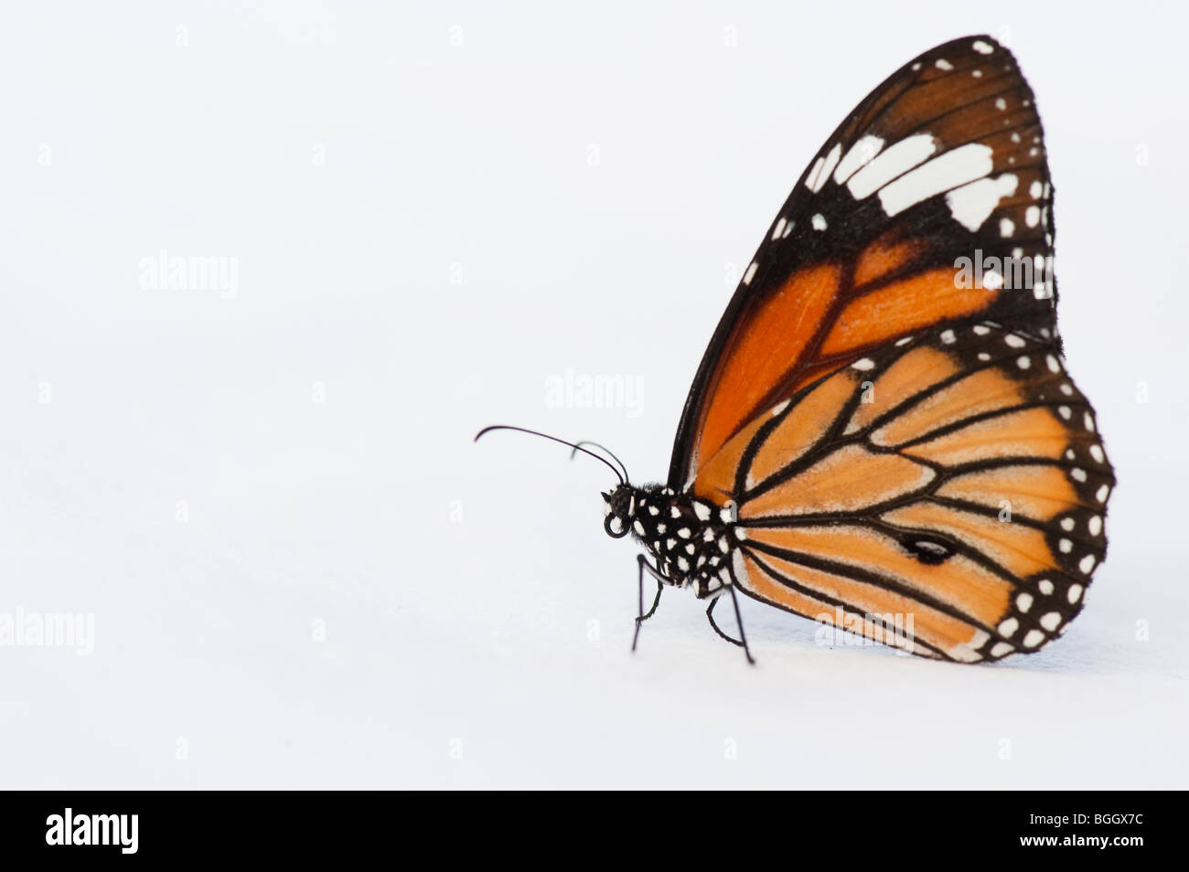 Danaus genutia. Gestreifte Tiger Butterfly/Gemeinsame Tiger Butterfly auf einem weißen Hintergrund. Indien Stockfoto