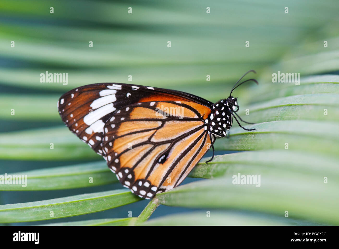 Danaus genutia. Gestreifte Tiger Butterfly/Gemeinsame Tiger Butterfly ruht auf einem Palm Leaf in der indischen Landschaft. Indien Stockfoto