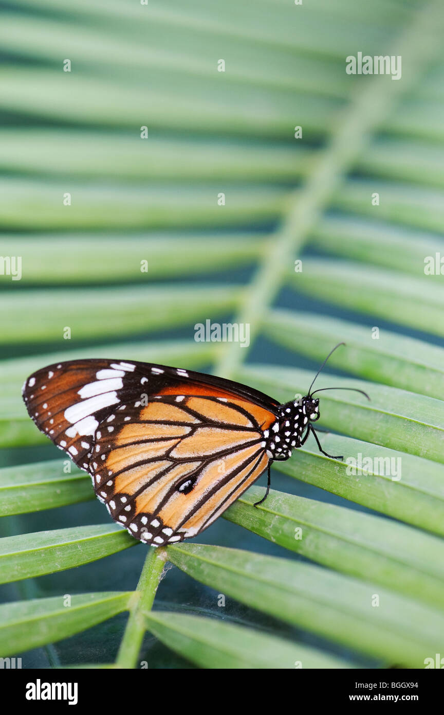 Danaus genutia. Gestreifte Tiger Butterfly/Gemeinsame Tiger Butterfly ruht auf einem Palm Leaf in der indischen Landschaft. Indien Stockfoto