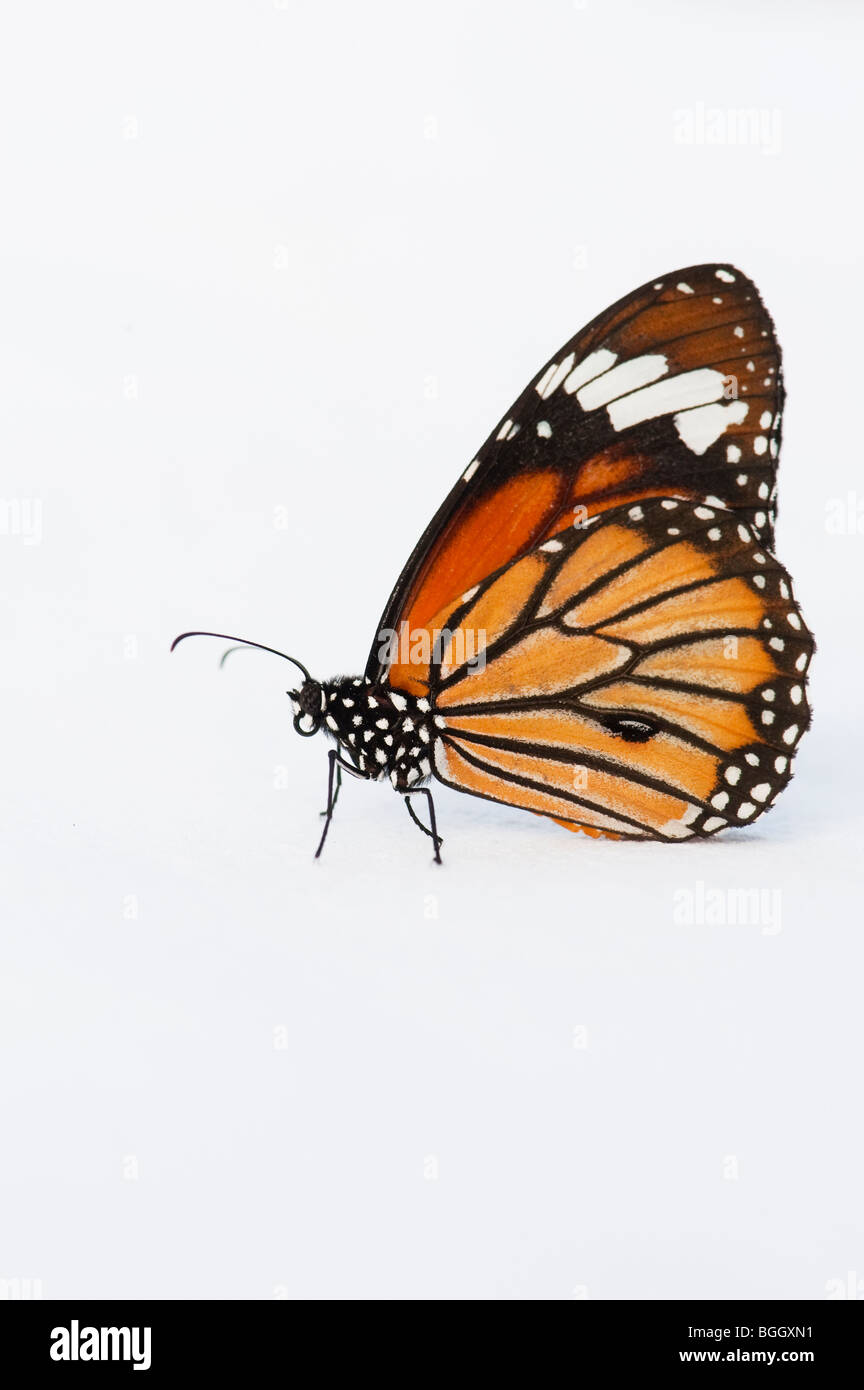 Danaus genutia. Gestreifte Tiger Butterfly/Gemeinsame Tiger Butterfly auf einem weißen Hintergrund. Indien Stockfoto