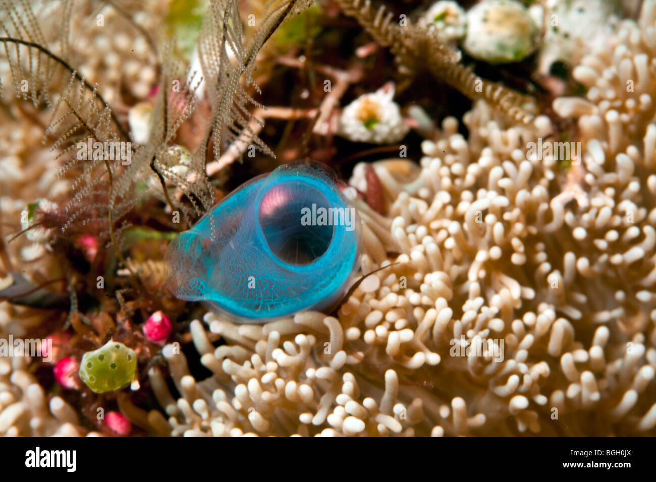 kleinen Filter Fütterung Fütterung auf Korallenriff Manteltieren Stockfoto