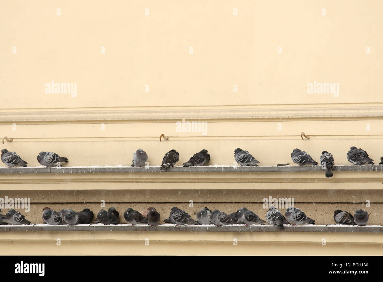 Tauben sitzen auf Gesims, Kattowitz, Polen. Stockfoto