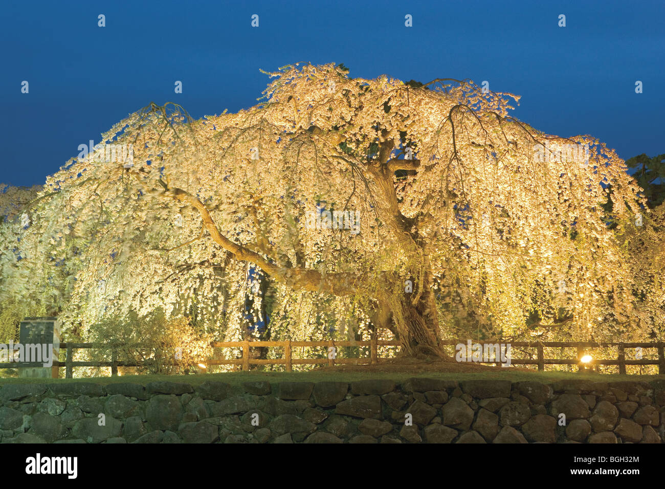 Cherry Tree mit Weihnachtsbeleuchtung, Hirosaki, Präfektur Aomori, Japan Stockfoto