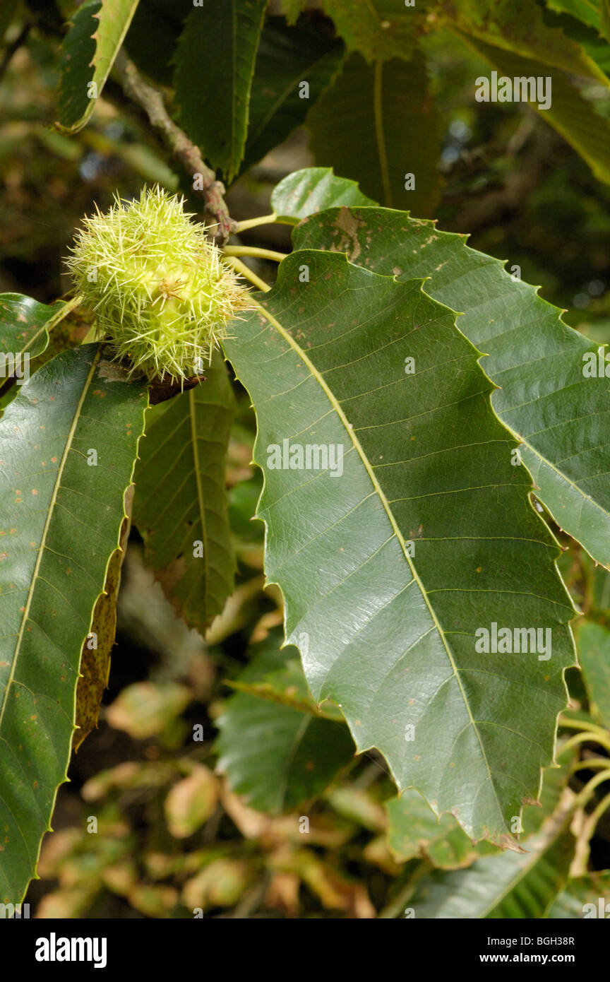 Sweet Chestnut, Castanea Sativa, Früchte Stockfoto