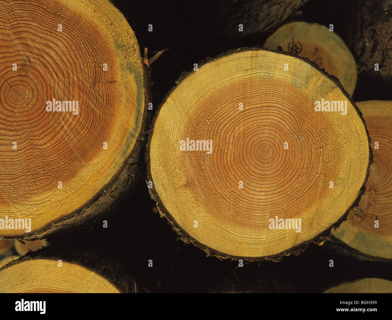Cut Protokolle anzeigen Baum Ringe Stockfoto