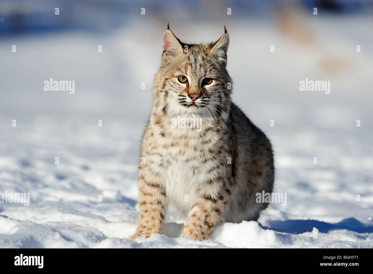 Rotluchs (Lynx rufus) - captive Baby, ersten Winter. , Bozeman, Montana, USA Stockfoto