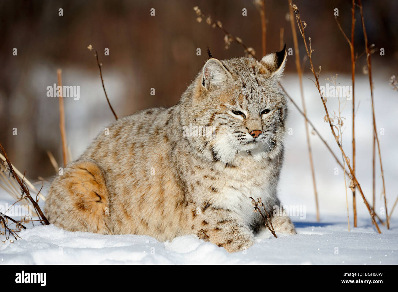 Rotluchs (Lynx rufus) - Captive, winter Lebensraum, Bozeman, Montana, USA Stockfoto