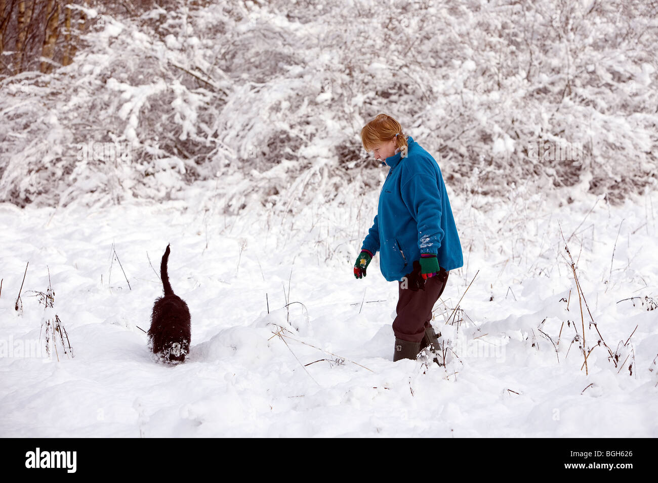 Dame in blauem Vlies sucht ein Hundespielzeug, während ihr tief verschneiten Labradoodle Welpen tief gräbt Stockfoto