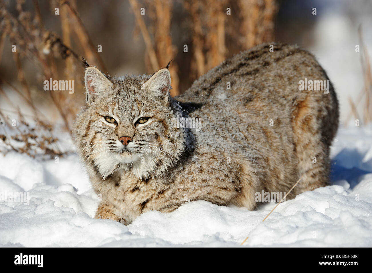 Rotluchs (Lynx rufus) - Captive, winter Lebensraum, Bozeman, Montana, USA Stockfoto