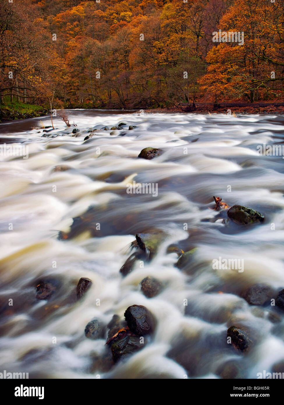 Schöne Wasserfälle in Flut im Herbst in den Wäldern Greta Tal in Cumbria, England schoss mit phase1 digitale zurück Stockfoto