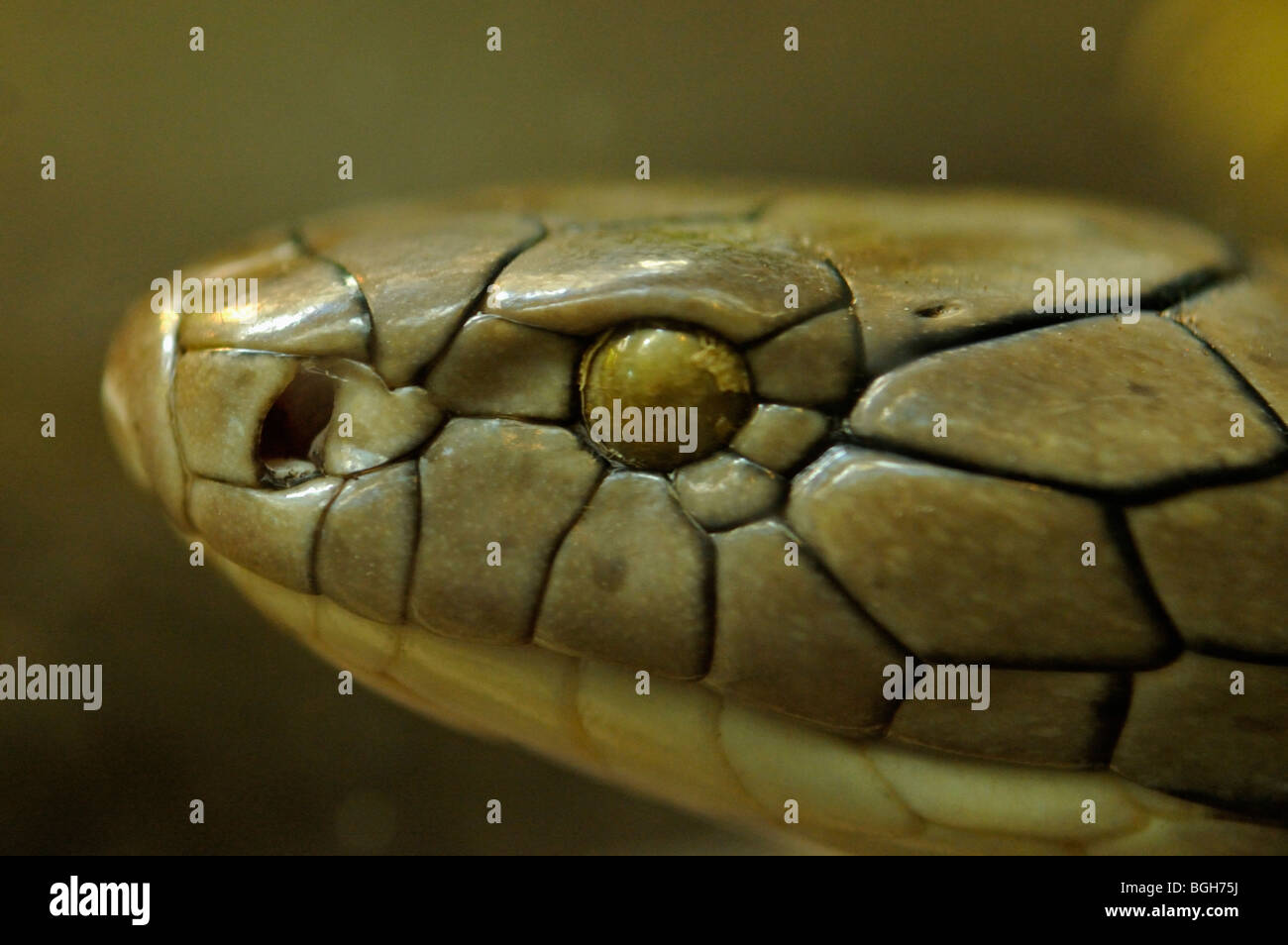 King Cobra Kopf im Zoo von San Diego in den USA Stockfoto