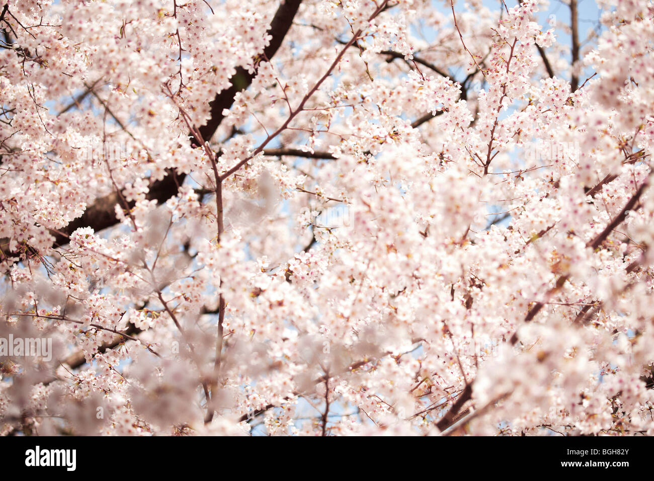 Kirschbaum in voller Blüte Stockfoto