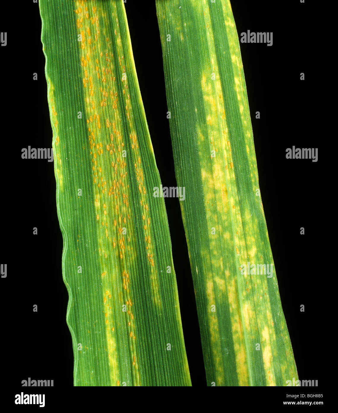 Gelb oder Streifen Rost lässt Puccinia Striiformis auf kranke Wintergerste Stockfoto