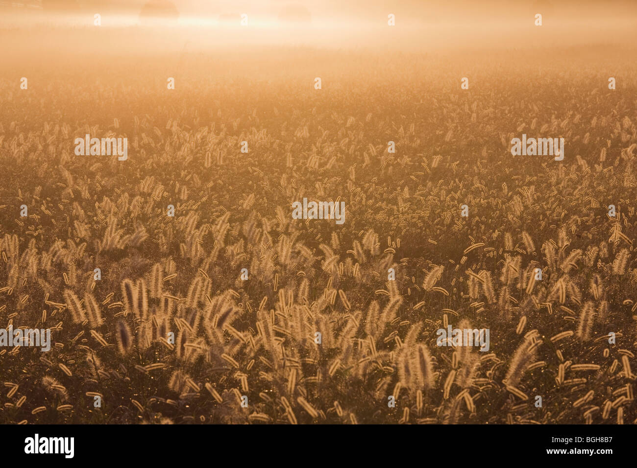 Grünland im Morgennebel. Nara Nara Präfektur in Japan Stockfoto