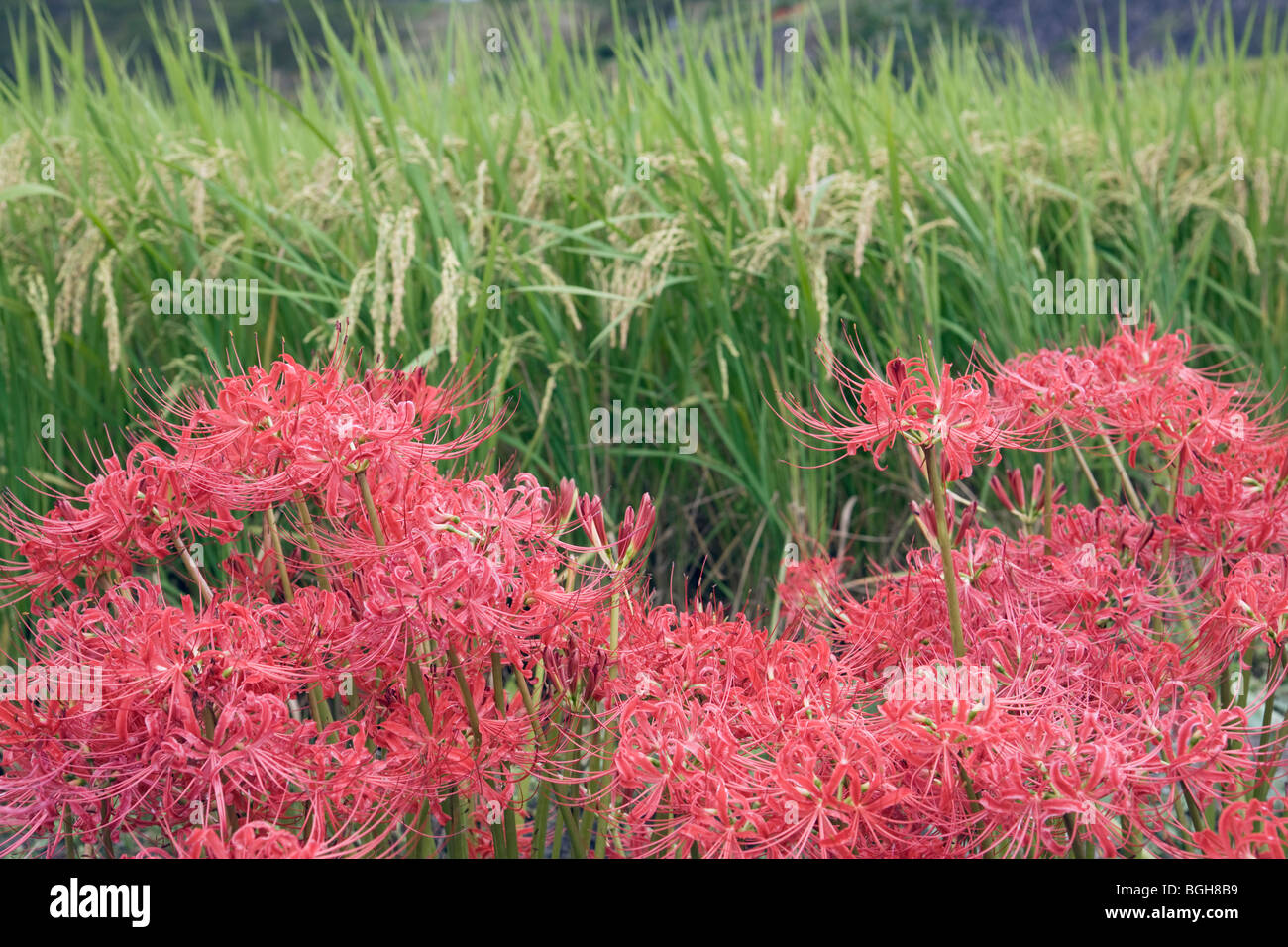 Amaryllis Blüten mit Reis pflanzen im Hintergrund. Asuka Nara Präfektur in Japan Stockfoto