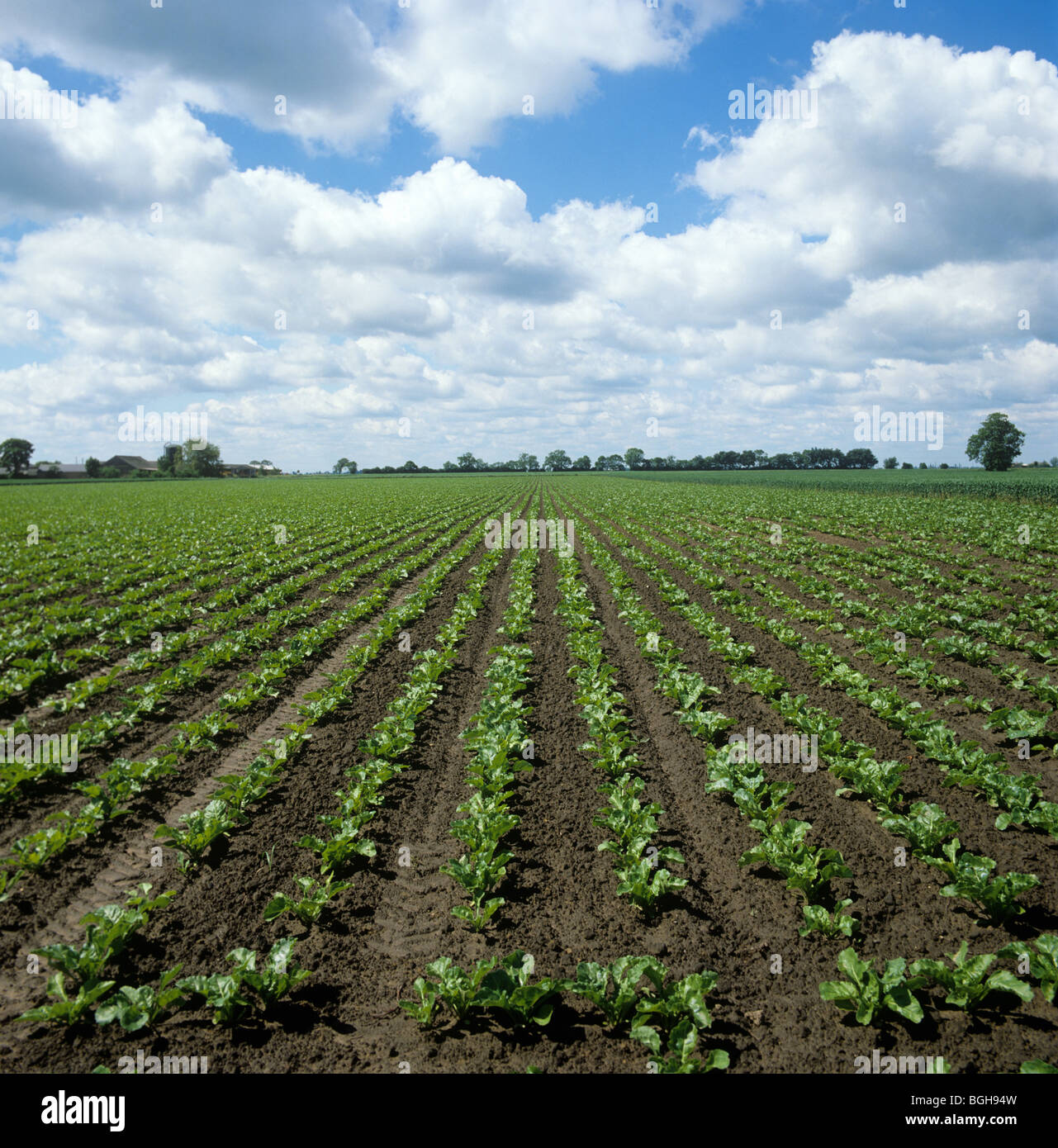Junge Zuckerrüben-Ernte auf große Wettbewerbsbedingungen auf einem feinen Sommertag Stockfoto