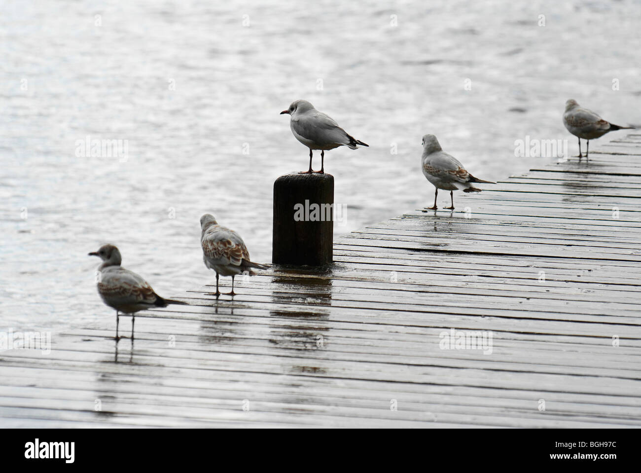 Möwen stehen im Sommerregen auf einem Steg im englischen Lake District Stockfoto