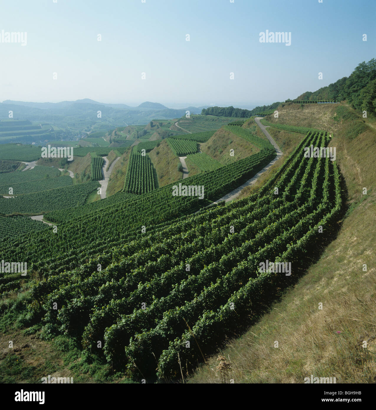 Blick auf terrassierten Weinbergen im Kaiserstuhl Region, Deutschland Stockfoto