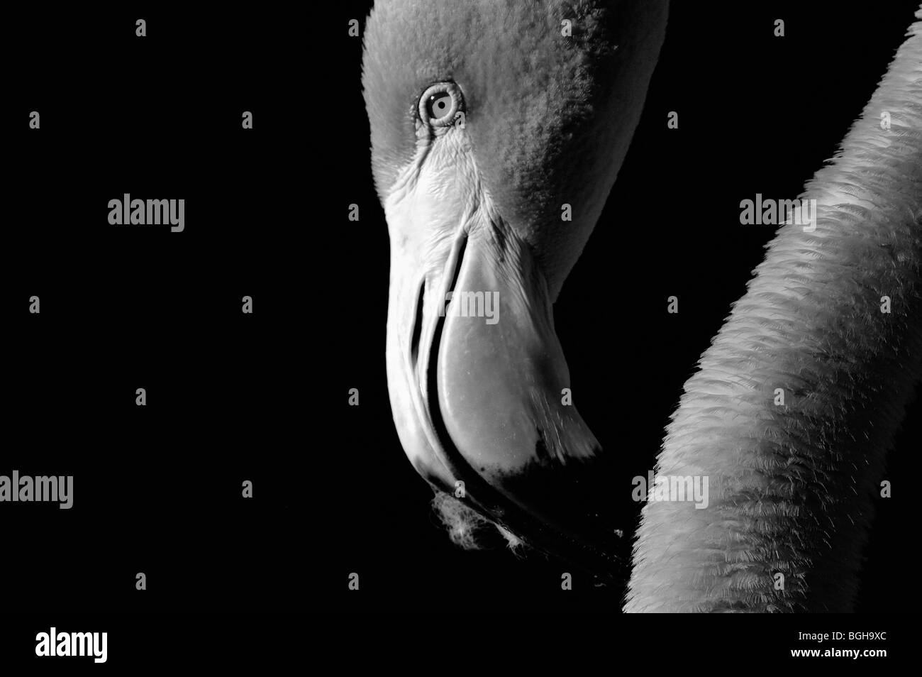 Flamingo im Zoo von San Diego in Kalifornien, USA Stockfoto