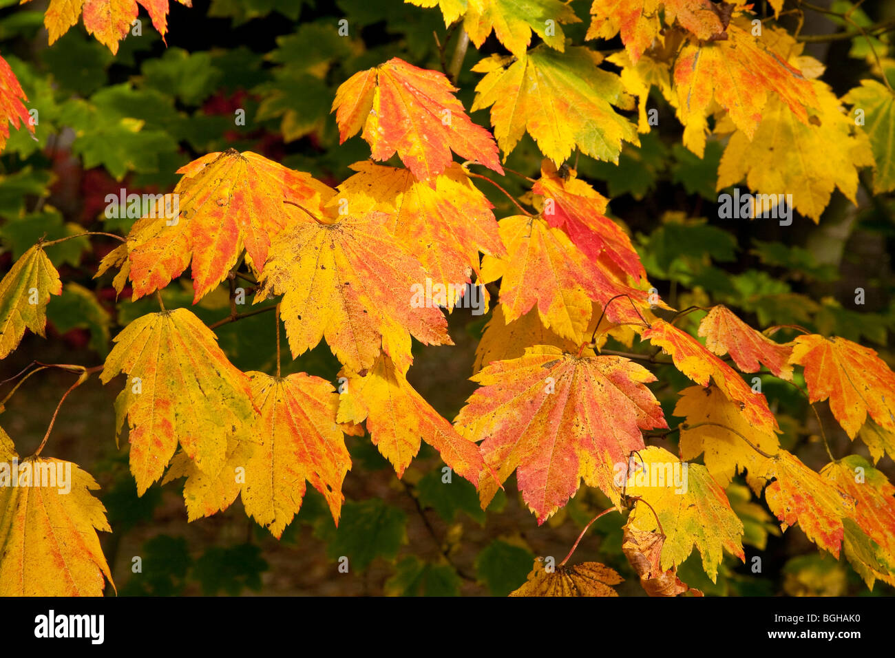 Goldenes Herbstlaub Stockfoto