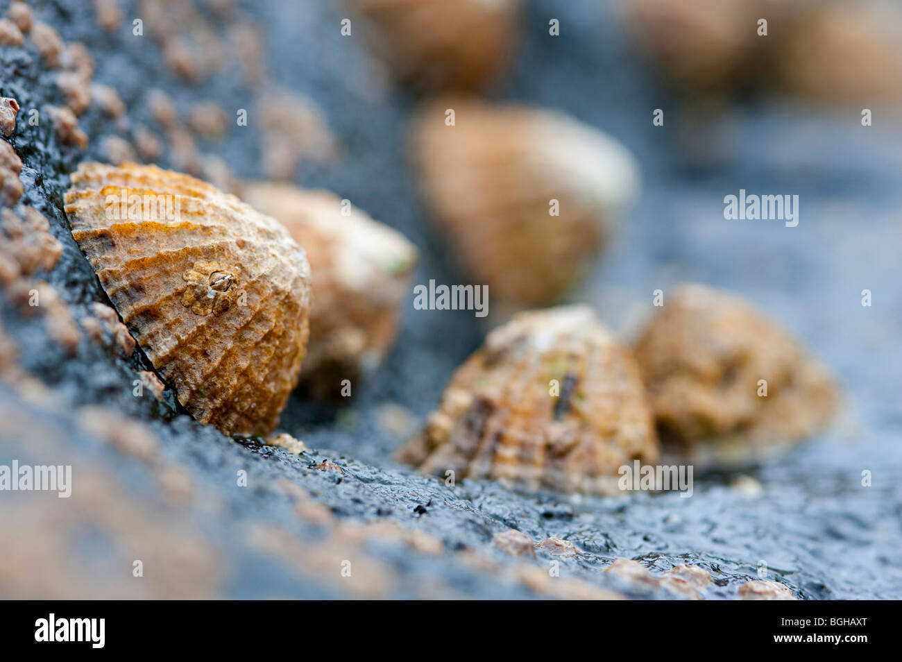 Eine natürliche Makro Nahaufnahme von Limpet Muscheln mit blauen Felsen an einem Strand in Schottland verbunden Stockfoto