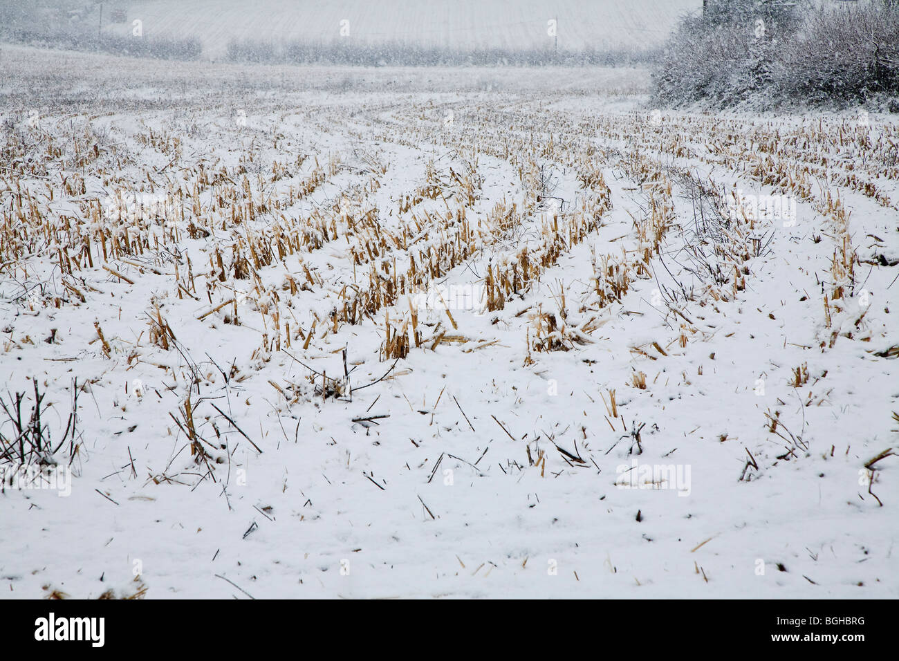 STOPPELFELD IM SCHNEE STURM UK Stockfoto